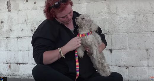 Neglected Poodle Finds Comfort In Rescuer