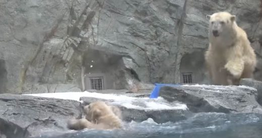 Mama Polar Bear Rescues Cub From Drowning