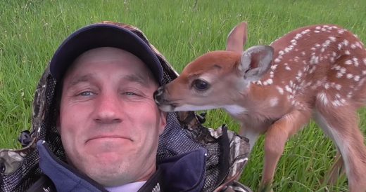 Dog Becomes Foster Dad To Baby Deer That Man Brings Home