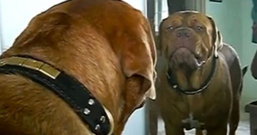 Dog Growls At His Reflection In The Mirror