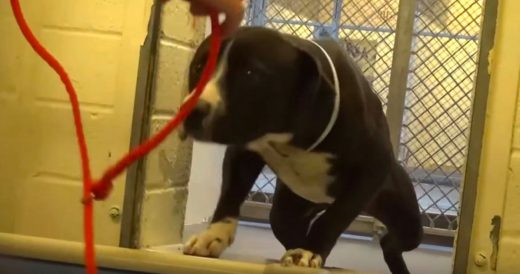 Shelter Pit Bull Jumps For Joy When He’s Adopted