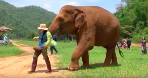 Elephants Want Worker To Sing Them Lullaby