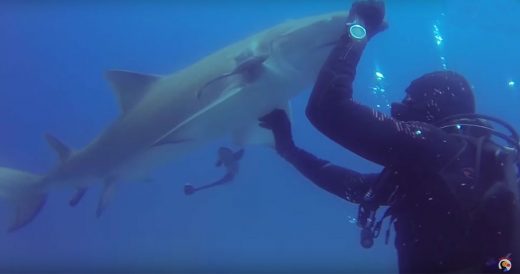 Frantic Shark Approaches Diver, Man Swims Around To Notice What’s Wrong With H...