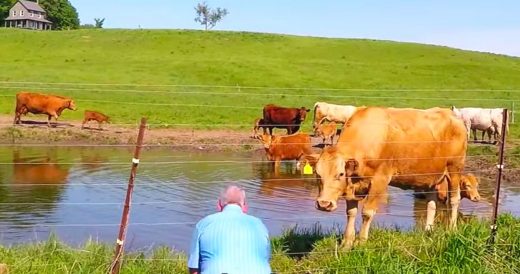 Distressed Cow Grabs Man’s Attention To Rescue Calf