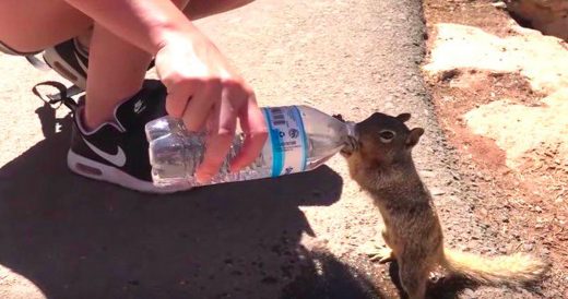 Man Lets Thirsty Squirrel Drink From Water Bottle