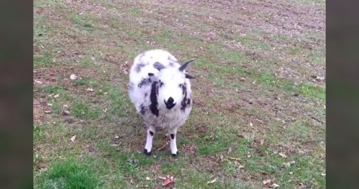 Cute Sheep Busts Some Dance Moves