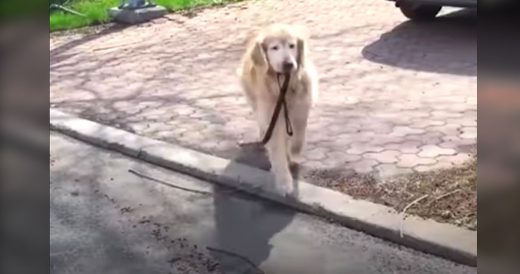 Dog Walks Over To Hang Out With His Best Friend Down The Street