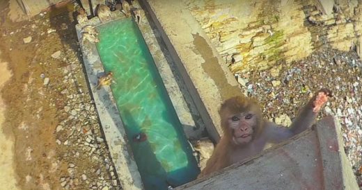 Monkeys High-Dive Into A Pool To Cool Off