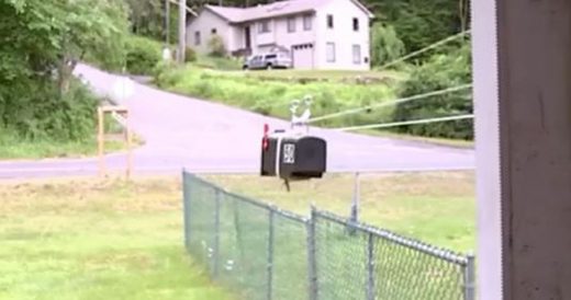 90-Year-Old Woman Uses Pulley System To Reach Mailbox