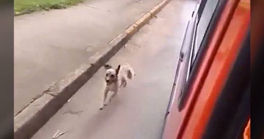 Panicked Dog Chases Ambulance To Be By Homeless Owner’s Side After He Collapse...