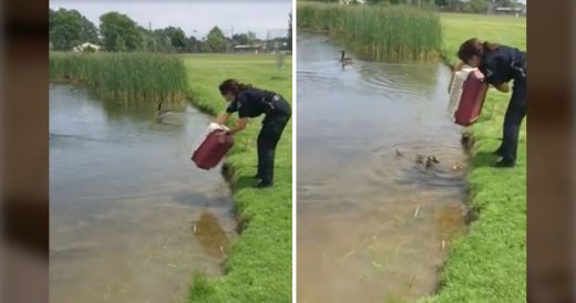 10 Orphaned Ducks Are Released Near Pond And Officer Lingers As Other Birds Rush...