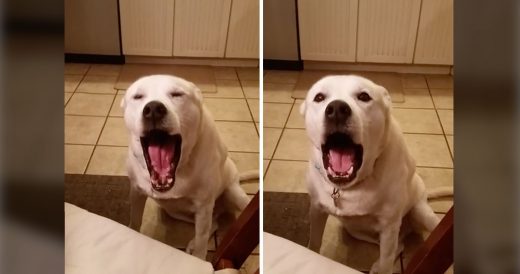 Humans Ask Chatty Dog To Speak. They Hit “Record” The Moment He Starts Talki...