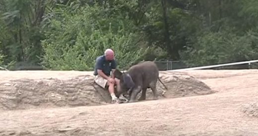 Baby Elephant Wants To Play And Sits On Keeper’s Lap