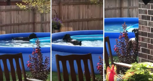 Guilty Dog Gets Busted Sneaking Into Pool