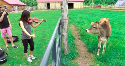 4 Teens Play Impromptu Classical Concert For Cows