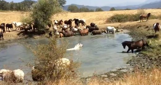 Rescue Horses Celebrate By Throwing A Pool Party