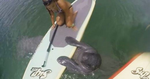 Friendly Manatee Pops Over To Say “Hi” To 2 Paddleboarders