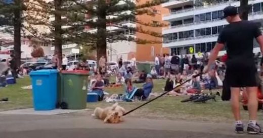 Dramatic Dog Refuses To Leave Park