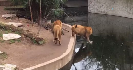 Clumsy Lion Falls Right Into Pond And Plays It Off Cool