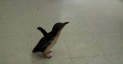 Tiny Penguin Laughs When Getting Tickled