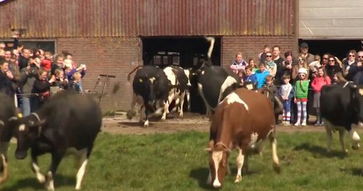 Cows Are Released After Being Kept Inside for 6 Months