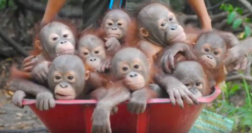 Rescued Orphaned Orangutan Babies Are Transported In Wheelbarrow