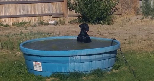 Dog Sneaks Into Backyard To Take Dip In Kids’ Pool. Dad Catches Him And Starts...