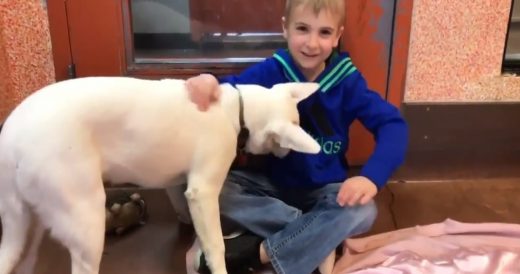 6-Year-Old Boy Saves Over 1,000 Dogs From Kill Shelters