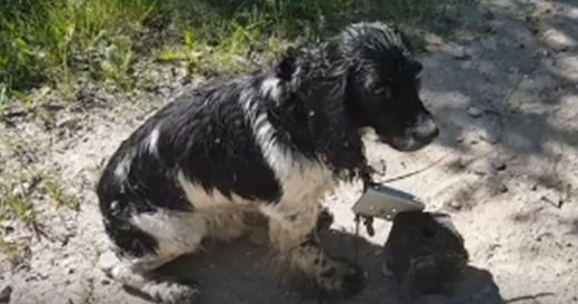 Woman Pulls Over When She Finds Dog With Heavy Weight Around His Neck