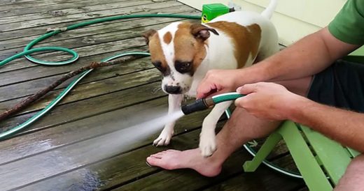 Pup Bites Into Hose And Turns It Into A Fun Game