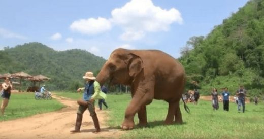 Rescue Elephant Interrupts Caretaker So She Can Sing Lullaby To Calf