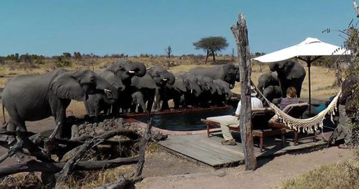 Dozen Wild Elephants Pay Unannounced Visit To Campers As They Grab A Drink From ...