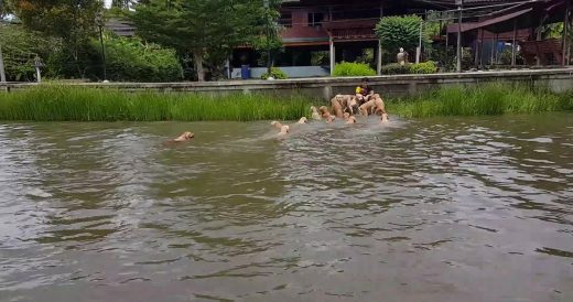 16 Golden Retrievers Swim In the River