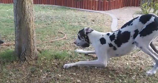 Great Dane Playfully Attempts To Hide Behind Tree