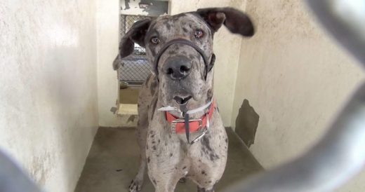 Merciless Owners Surrender Gonner The Great Dane To Kill Shelter