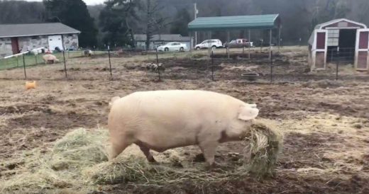 Pig Brings Food To His Sick Brother Before He Eats His Own