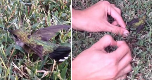 Dad Frees Hummingbird From Chewing Gum