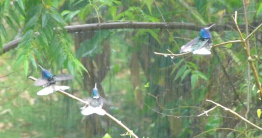 Visitors Capture Hummingbirds Enjoying The Rainfall