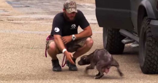 Rescuers Reunite Dog With Her Missing Puppies