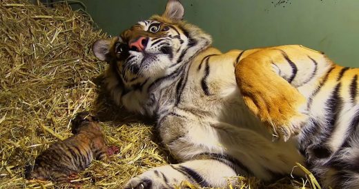 Tiger Mom’s Instincts Kick In While Giving Birth To Cubs