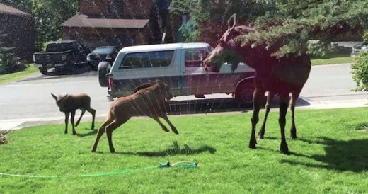 Moose Family Runs Through Sprinklers During A Heat Wave