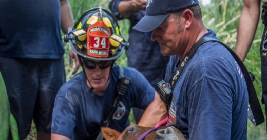 Firefighters Rescue Horse From Swamp