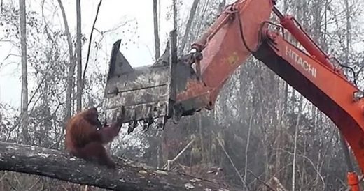 Orangutan Tries To Stop Humans From Destroying It’s Home