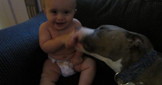 Baby Bursts Into Giggles Over Pit Bull