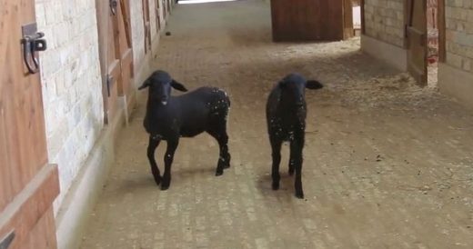 Scared Lambs Are Reunited With Their Mom