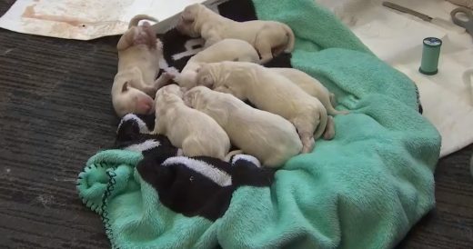 Service Dog Starts Giving Birth To 8 Puppies At Airport