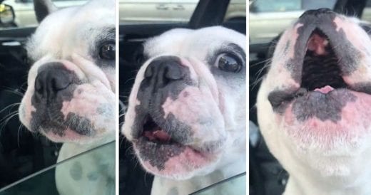 French Bulldog Sings Opera To Get Mom’s Attention