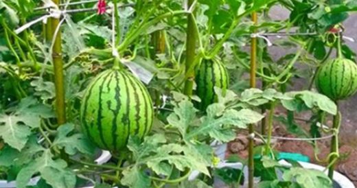 How To Grow Watermelons In A Container From Home