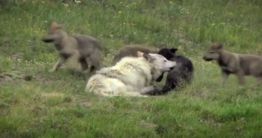 Pack Of Wolves Introduced Into Yellowstone National Park Has Enormous Consequenc...