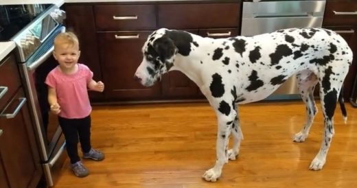 Giggling Toddler Gives Treat To Giant Dog